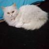 Triple coat white Persian cat with yellow eyes