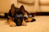 Highly pedigree top notch 3 months old german shepherd pups