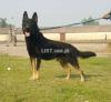 king shepherd male 11month's for sale