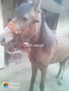 horse for sale age 1 year 6 month
