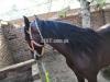 Komat Horse
