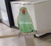 Green ring neck friendly parrot for sale