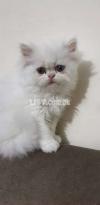 persian kittens available. 12000 each