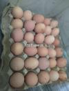 Australorp.Rir& playmouth chiks & fertile  eggs for sale rwalpindi&isb