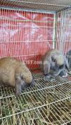 Imported breeder holland lop