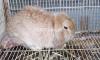 Exotic lop breed