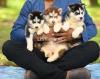 Top notch siberian husky puppies from european imported lines
