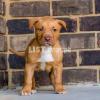 Top quality american pitbull puppies available show lines