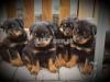 Top quality show lines rottweiler puppies from pedigree parents