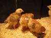2 Weeks Old RIR Chicks for Poultry Farmers & Hobbyists-95% Survival