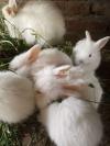 Giant angora and all other breed bunnies