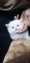Sale bhaloo persian 45 days tripple coated blue eyes kitten