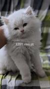 Tripple Coat Persian Kitten