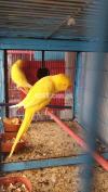 1 Yellow + 2 white ringneck females parrots