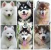 Only husky club have top quality and unique breeds .