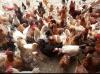 Golden misri hens for sale cargo available