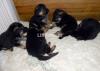 Pure German Shepherd Male/Female Puppies Available Sale only 4 Family