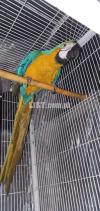 Macaw Golden Blue For Sale active self bird