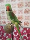 Pahaari Face to face talking parrot