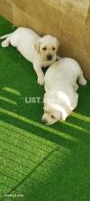 Top quality pedigree Labrador pups