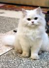 Premium Quality Persian Cat for sale (Triple Coated, Punch Face)