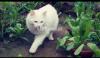 White Persian Cat trained yellow eyes