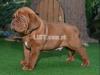 Best quality French Mastiff puppy