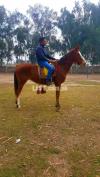 Urgently for sale Arabtharo mare