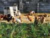 Organic & Desi Egg Laying Hens ( Murghiaan)