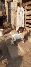 Tedi goats and kids