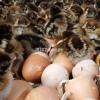Fayoumi Fertile Eggs for Poultry Farmers & Hobbyists-95% Hatchability