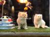 Show Quality Persian Kittens