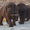Top quality Chocolate female Labrador pupps