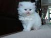 Blue Eyes Persian male and female kittens