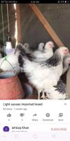 Light Sussex Imported breed chicks for sale