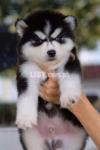 Top quality siberian husky puppies from imported and champion parents