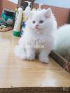 Cute Angel Kitten