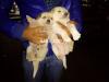 labra puppies available