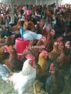 Golden Misri Egg Laying Hens Available for Sale