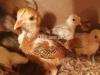Desi Hen Chicks(females only)-1 month old - Ideal for Desi egg farming