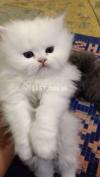 Persian Kittens now available (Batch#3)