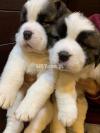 Saint Bernard Purebred pups