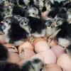 Day Old Australorp Chicks for Poultry Farmers & Hobbyists-95% Survival