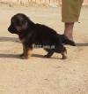 German Shepherd Male/Female Puppies Available Sale only 4 Family