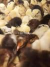 Day Old Chicks of Golden Misri Rs.24/ Silver China Rs.30/ Hybrid Rs.40