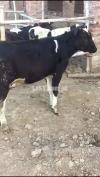 Male calf for breeding and meat farming