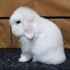 ALL RABBITS  fancy breeds at(the fluffy Bunny)