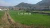 20 kanal agricultural land and form available for rent