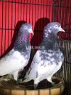 Teddy pigeons for sale