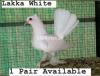 Lakka white pigeon